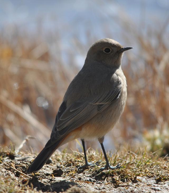 white winged redstart female 